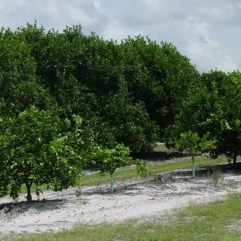 thumbnail for publication: Resetting in Citrus Groves